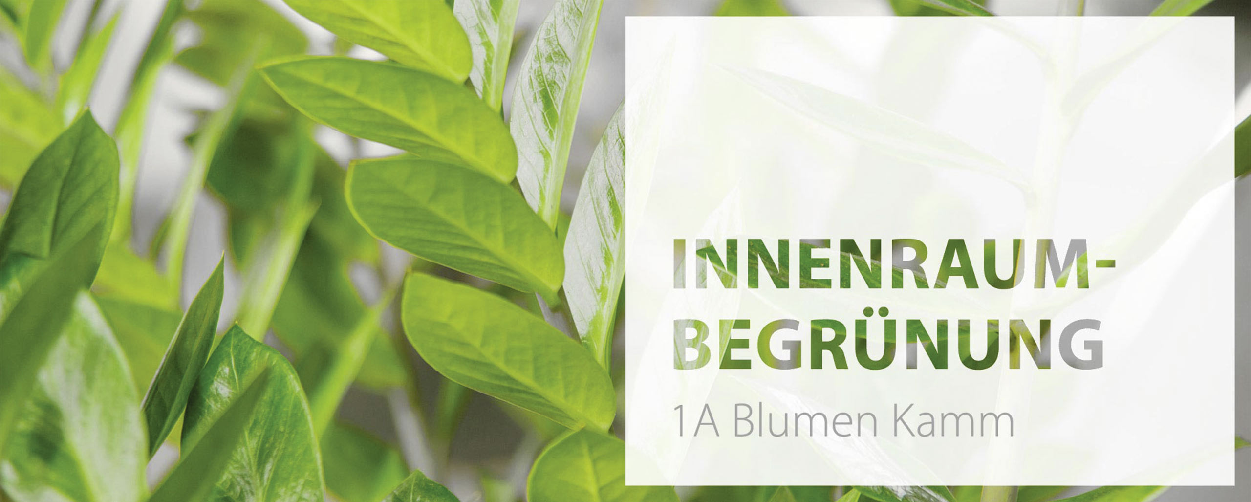 1a-blumen-kamm-florist-Gaggenau-service-raumbegruenung-header